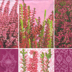 Napkin for decoupage Daisy 2-006601 lavender