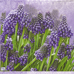 Serwetka do decoupage Daisy 3-007801 kwiaty - sklep plastyczny - szał