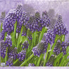 Napkin for decoupage Daisy 3-007801 flowers