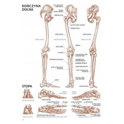 Koh-i-noor anatomy for artists L. Compact - szal art - sklep plastyczn