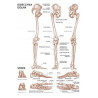 Koh-i-noor anatomy for artists L. Compact - szal art - sklep plastyczn