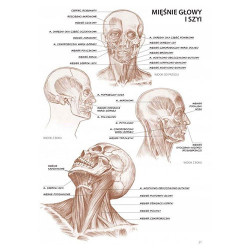 Koh-i-noor anatomia dla artystów L. Compact - sklep plastyczny - szał