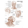 Koh-i-noor anatomia dla artystów L. Compact - sklep plastyczny - szał