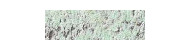 Caran d'Ache pastel pencil kredki pastelowe