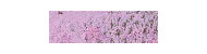Caran d'Ache pastel pencil kredki pastelowe