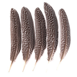 Piórka bażanta 18-20cm 5 sztuk - sklep plastyczny - szał dla plastyków