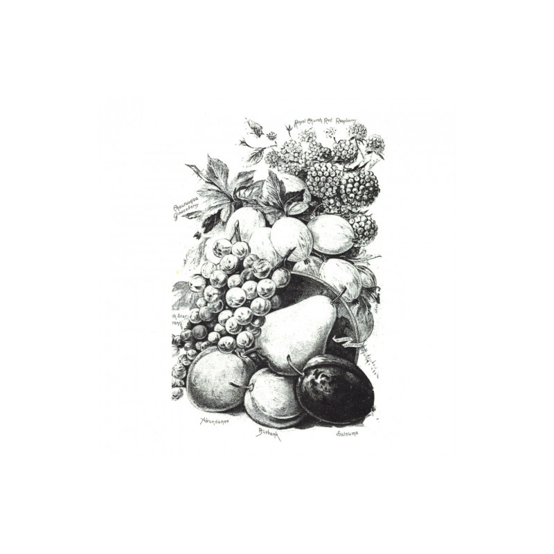 Rice paper for decoupage retro fruits A4 ITD R506