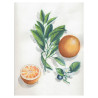 Blok Clairefontaine botanical akwarelowy z gotowym szkicem 24x30cm 300
