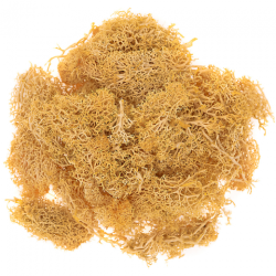 DP Craft moss 30g ochre