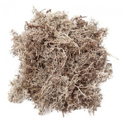 DP Craft white moss 30g