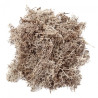 DP Craft white moss 30g