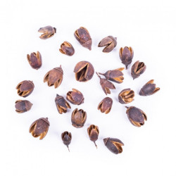 DP Craft dried fruits of bakula 50g