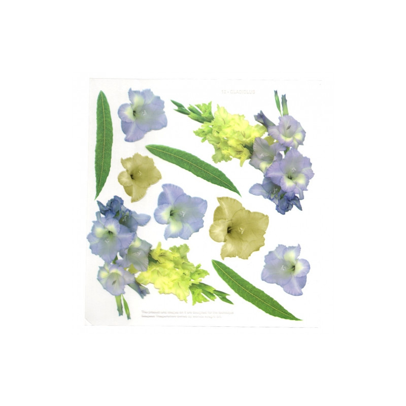 Sospeso Trasparente foil with gladiolus flowers print